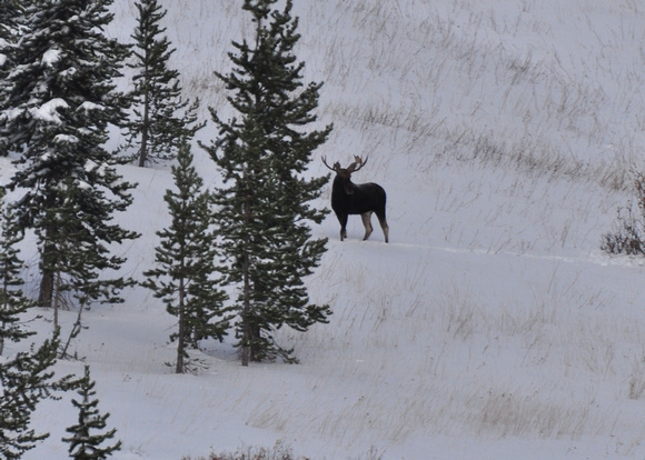 Moose in Routt National Forest