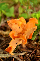 mushrooms & fungus
