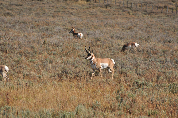 Antelope Near Bear Mountain, CO