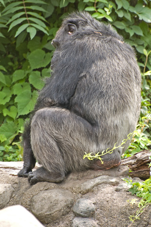 Chimp at Knoxville Zoo