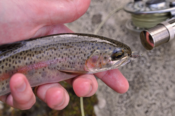 Another Little River Rainbow