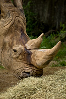 White Rhino at Knoxville Zoo