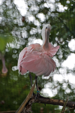 Central American bird at Knoxville Zoo