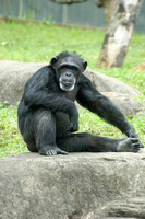 Chimp at Knoxville Zoo