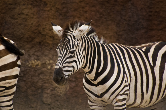 Zebra at Knoxville Zoo